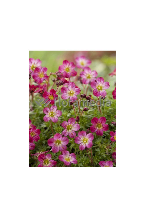 Skalnica arendsa 'Peter Pan' Saxifraga x arendsii-l