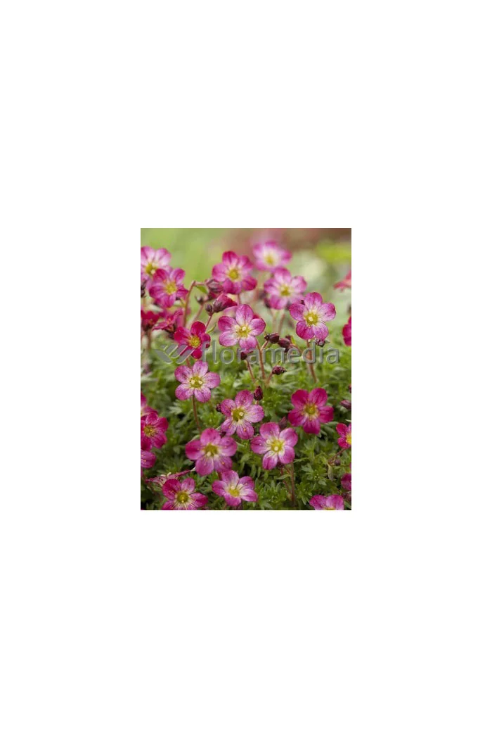 Skalnica arendsa 'Peter Pan' Saxifraga x arendsii-l