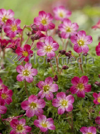 Skalnica arendsa 'Peter Pan' Saxifraga x arendsii-l