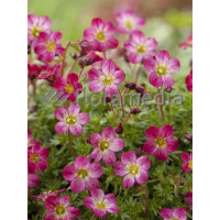 Skalnica arendsa 'Peter Pan' Saxifraga x arendsii-l