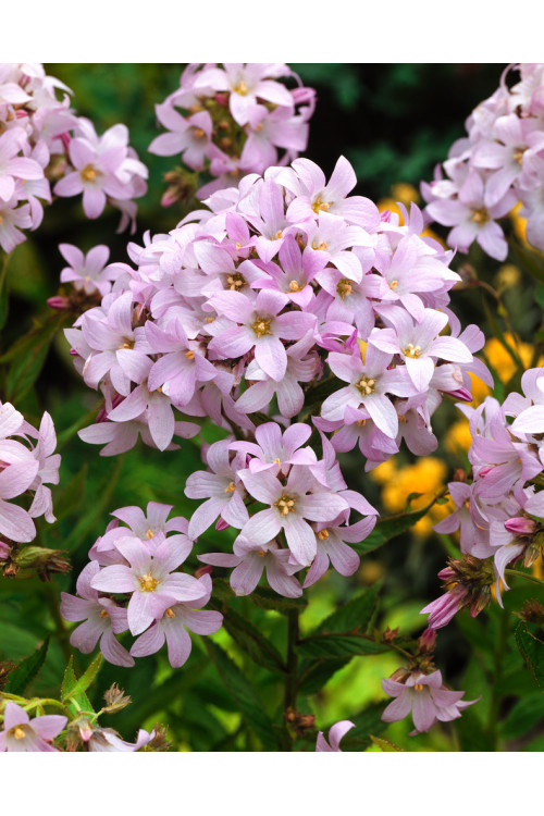 Dzwonek kremowy 'Loddon Anna' | Campanula lactiflora
