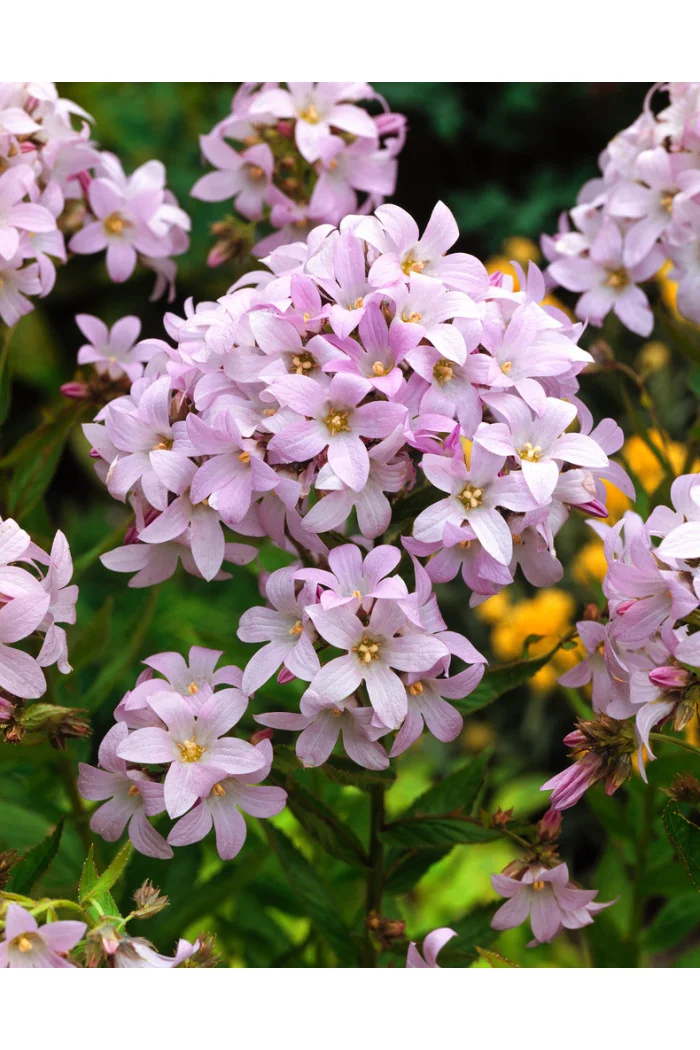 Dzwonek kremowy 'Loddon Anna' | Campanula lactiflora