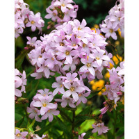 Dzwonek kremowy 'Loddon Anna' | Campanula lactiflora