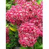Kalmia szerokolistna 'Heart's Desire' Kalmia latifolia