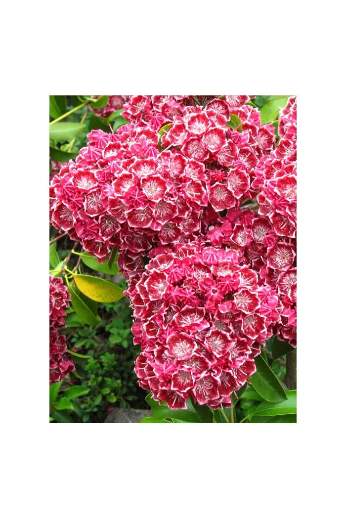 Kalmia szerokolistna 'Heart's Desire' Kalmia latifolia