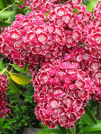 Kalmia szerokolistna 'Heart's Desire' Kalmia latifolia