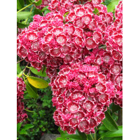 Kalmia szerokolistna 'Heart's Desire' Kalmia latifolia