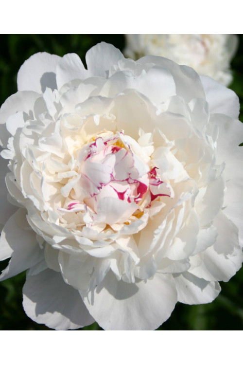Piwonia chińska 'Festiva Maxima' | Paeonia lactiflora
