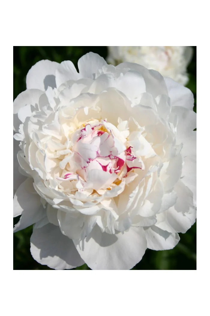 Piwonia chińska 'Festiva Maxima' | Paeonia lactiflora