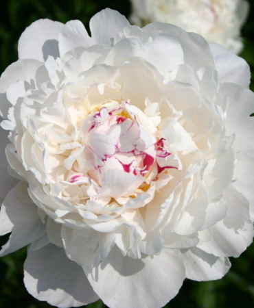 Piwonia chińska 'Festiva Maxima' | Paeonia lactiflora