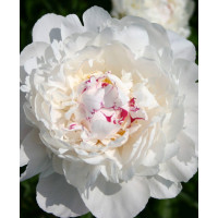 Piwonia chińska 'Festiva Maxima' | Paeonia lactiflora