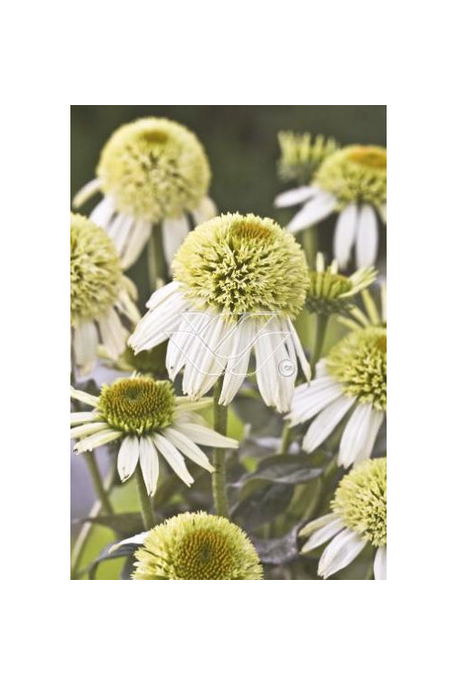 Jeżówka 'Greenline' Echinacea