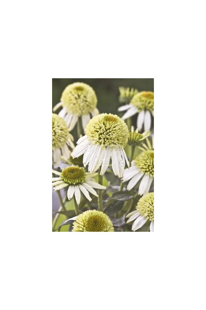 Jeżówka 'Greenline' Echinacea