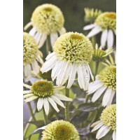 Jeżówka 'Greenline' Echinacea