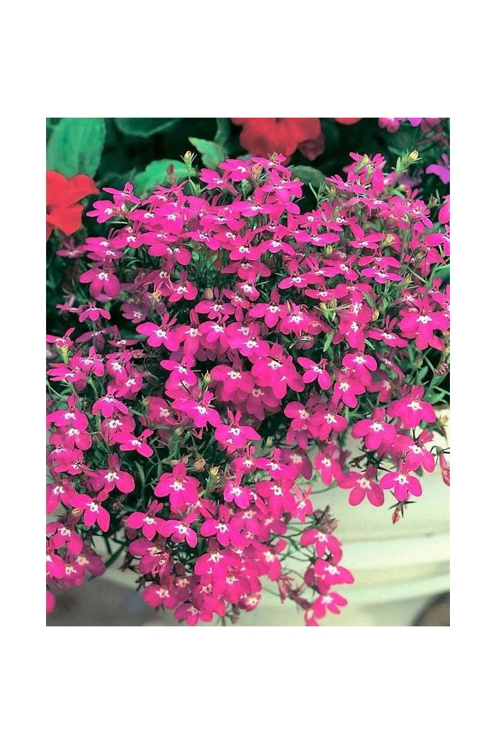 Lobelia różowa Lobelia