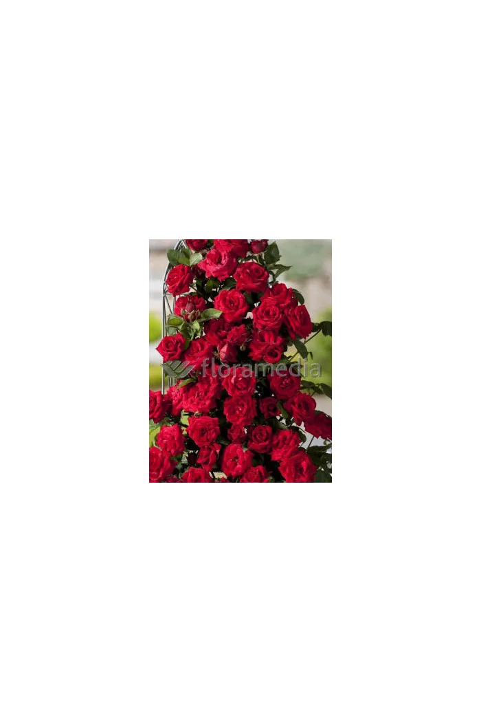 Róża wielkokwiatowa bordowa | Rosa