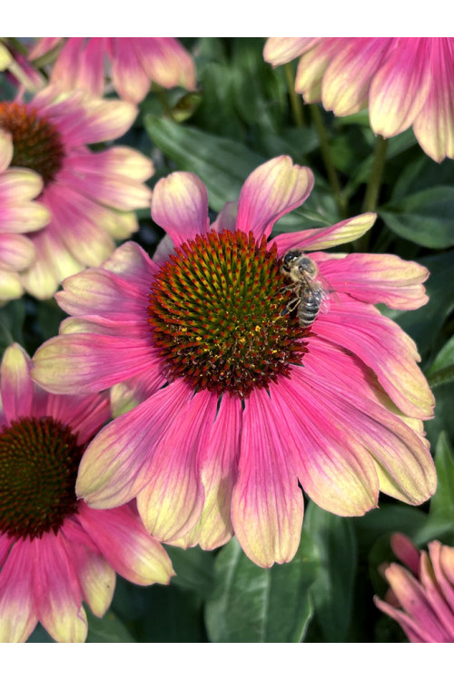 Jeżówka 'Kismet Pink Lemonade' | Echinacea
