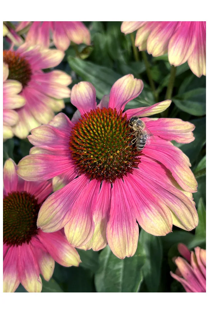 Jeżówka 'Kismet Pink Lemonade' | Echinacea