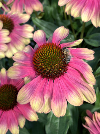 Jeżówka 'Kismet Pink Lemonade' | Echinacea