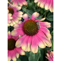 Jeżówka 'Kismet Pink Lemonade' | Echinacea