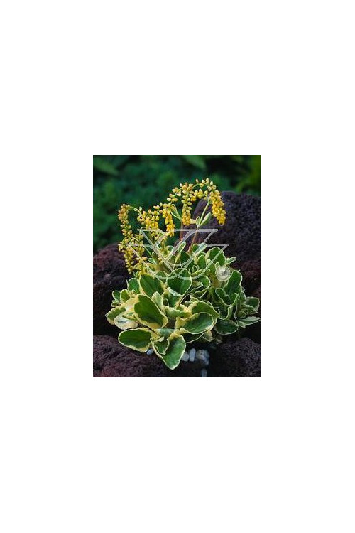 Chiastofil naprzeciwlistny 'Variegta' Chiastophyllum oppositifolium