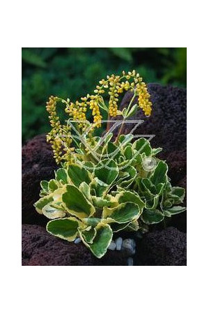 Chiastofil naprzeciwlistny 'Variegta' Chiastophyllum oppositifolium