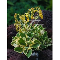 Chiastofil naprzeciwlistny 'Variegta' Chiastophyllum oppositifolium