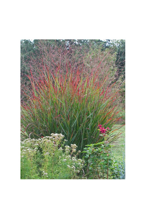 Proso rózgowate 'Rotstrahlbusch' | Panicum virgatum