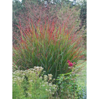 Proso rózgowate 'Rotstrahlbusch' | Panicum virgatum