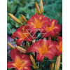 Liliowiec 'Cherry Cheeks' Hemerocallis