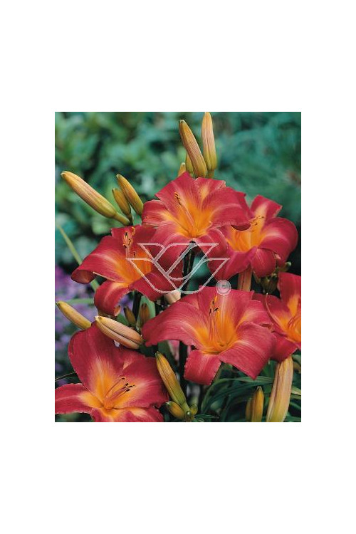 Liliowiec 'Cherry Cheeks' Hemerocallis