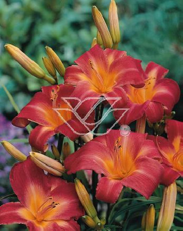 Liliowiec 'Cherry Cheeks' Hemerocallis