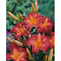 Liliowiec 'Cherry Cheeks' Hemerocallis