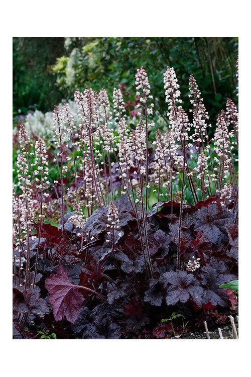 Żuraweczka (Żurawka) 'Onyx' | Heucherella