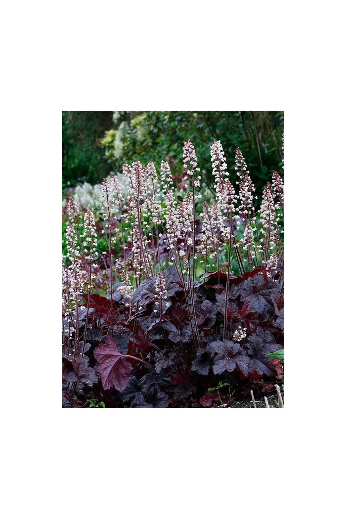 Żuraweczka (Żurawka) 'Onyx' | Heucherella