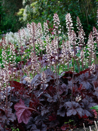 Żuraweczka (Żurawka) 'Onyx' | Heucherella