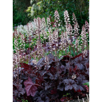 Żuraweczka (Żurawka) 'Onyx' | Heucherella