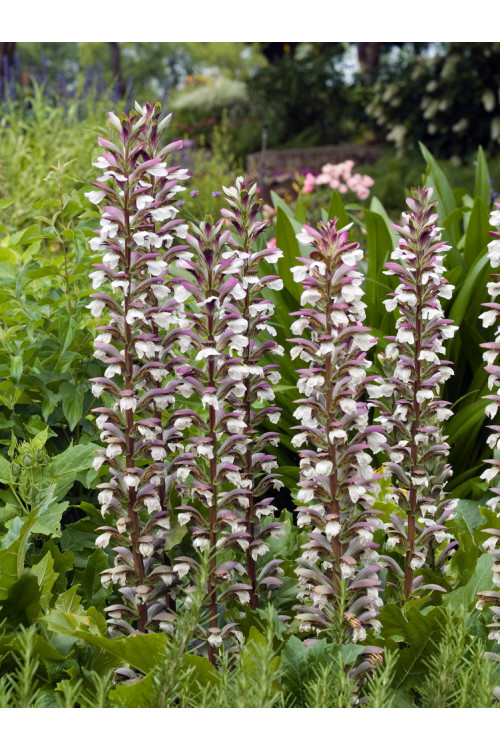 Akant Acanthus mollis