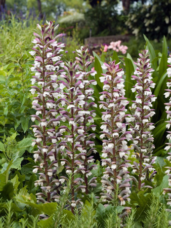 Akant Acanthus mollis