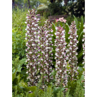 Akant Acanthus mollis
