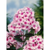 Floks wiechowaty 'White Eye Flame' | Phlox panniculata