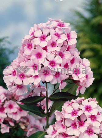 Floks wiechowaty 'White Eye Flame' | Phlox panniculata
