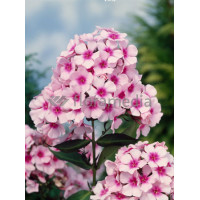 Floks wiechowaty 'White Eye Flame' | Phlox panniculata