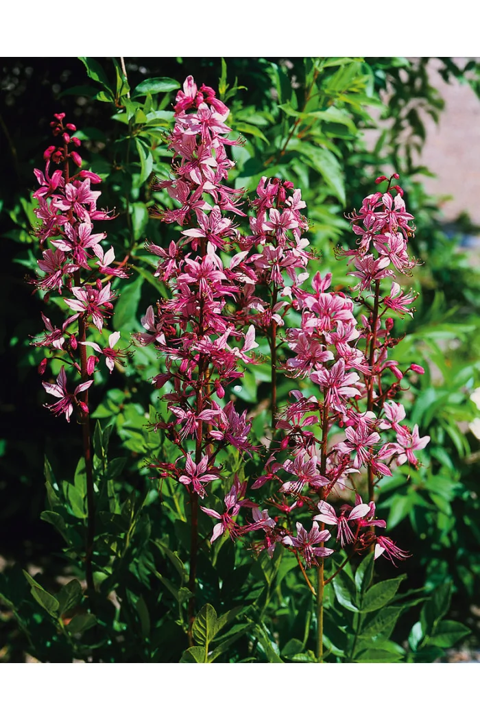 Dyptam jesionolistny | Dictamnus albus