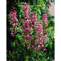 Dyptam jesionolistny | Dictamnus albus