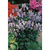 Tojad 'Bicolor' Aconitum cammarum