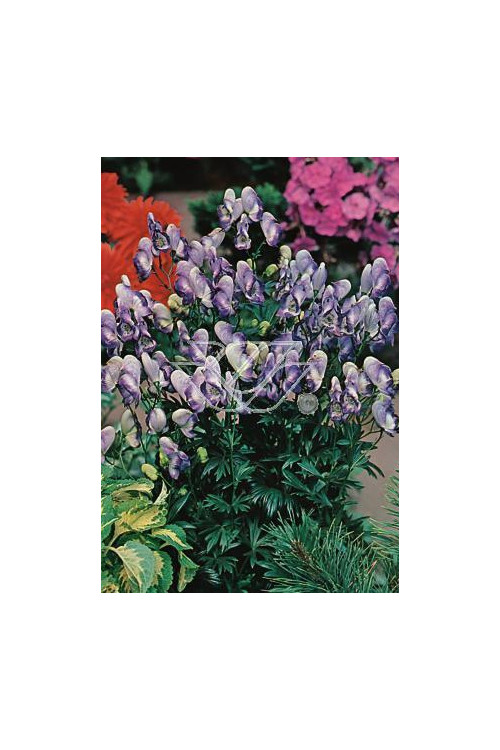 Tojad 'Bicolor' Aconitum cammarum