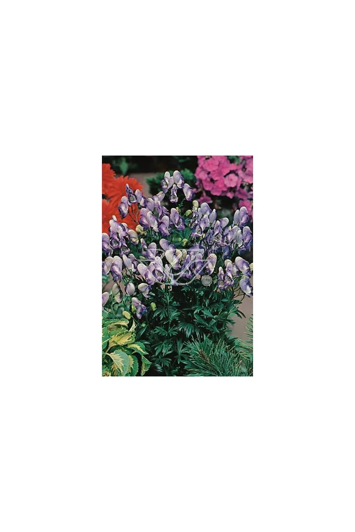 Tojad 'Bicolor' Aconitum cammarum