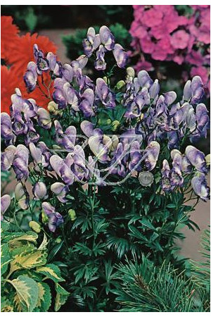 Tojad 'Bicolor' Aconitum cammarum