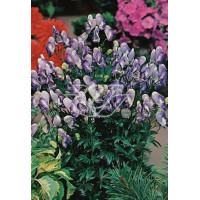 Tojad 'Bicolor' Aconitum cammarum